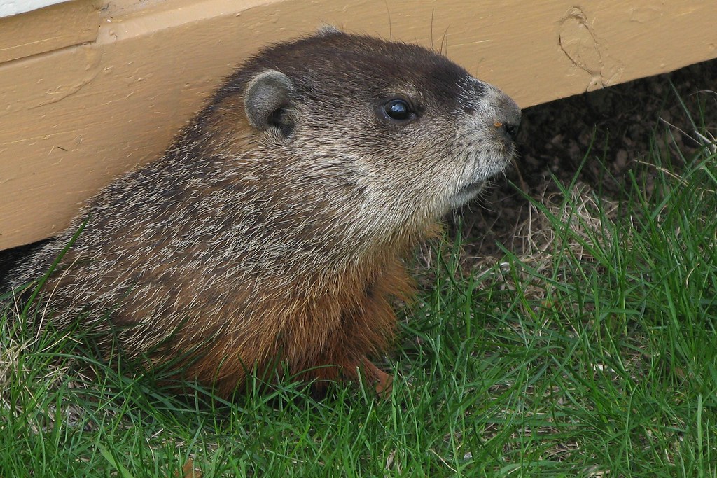 Groundhog Day: Venue Mandamus on Repeat?